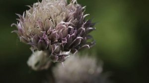 Можно ли есть дикий лук?