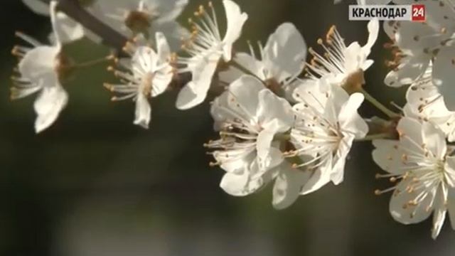 В мэрии предложили развивать в Краснодаре вертикальное озеленение смотреть онлайн