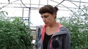 Агротехнология томата в условиях Кировской области