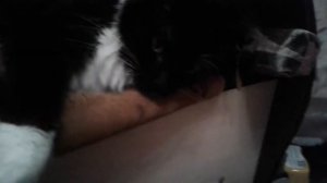 Как уговорить родителей купить котёнка||Советы от Арбузик TV