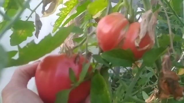 Жёлтое Бычье сердце. Огромные томаты смотреть онлайн