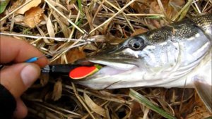 Щучка на самодельный спиннербейт / Pickerel caught on handmade spinnerbait. 2013.09.21.