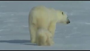 Белый медведь Арктики/bbc