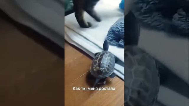 Друзья по расчёту