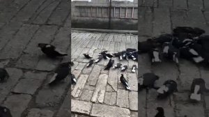 Николаевские рыжие рябогорлые #Голуби