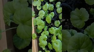 #цветы#рассада#дача#огород   РАССАДА ПЕЛАРГОНИИ???