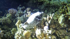 аратрончик на коралле