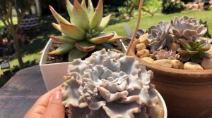 ECHEVERIA CRISPATE BEAUTY em SUCUCORES I Natureza em Cores