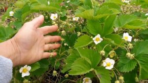 Клубника не для ПРОДАЖИ/саженцы клубники Русановка, Пегас, К Елизавета, Вебенил, земляника садовая