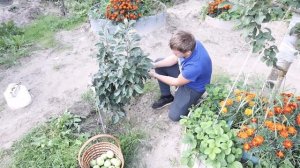 Собрали много яблок с дерева ниже пояса ! Колоновидная яблоня)