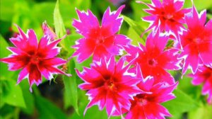 Хакасская песня Матери (поет Бурнакова Альбина Александровна)