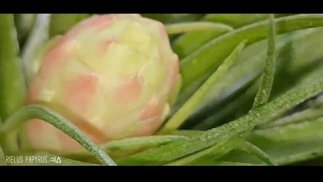 Air Plant Collections смотреть онлайн