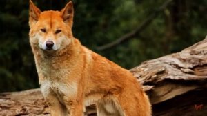Динго (Canis lupus dingo)