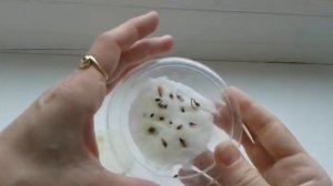 Выращивание голубой ели в домашних условиях / Бюджетный способ