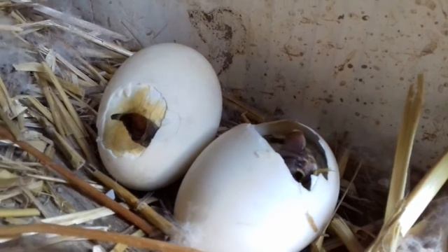 Как помочь утенку вылупиться смотреть онлайн