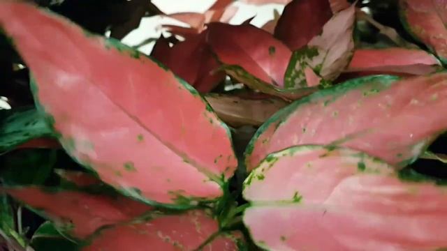 Гринвилль, Новосибирск. Огромное поступление аглаонем, филодендрон оранж, нефролеписы, кордилины... смотреть онлайн