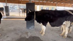 Виставка намоиши Чорва дар вилояти Сугд