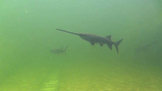 рыба ВЕСЛОНОС смотреть онлайн