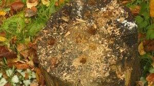 Как легко и без усилий избавиться от ненужного пня  Всего за 2 минуты