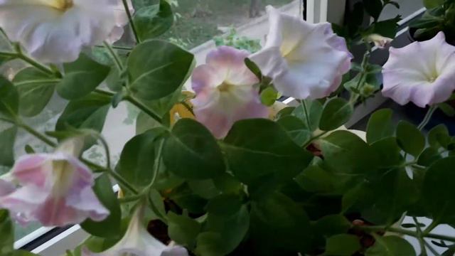 Петуния Нуволари Рассвет смотреть онлайн