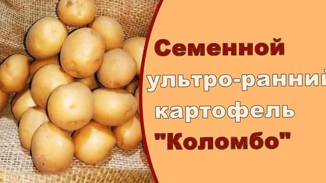 Где В Липецке Можно Купить Семенной Картофель