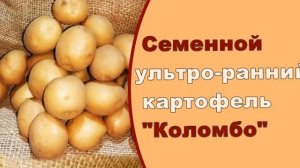 Сорта Красного Картофеля
