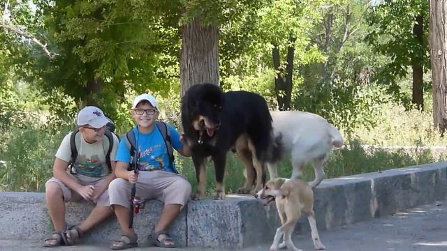 Тибетский мастиф. Питомник " АЛИТЕ " Прогулка АСАНЫ г. Волгоград смотреть онлайн