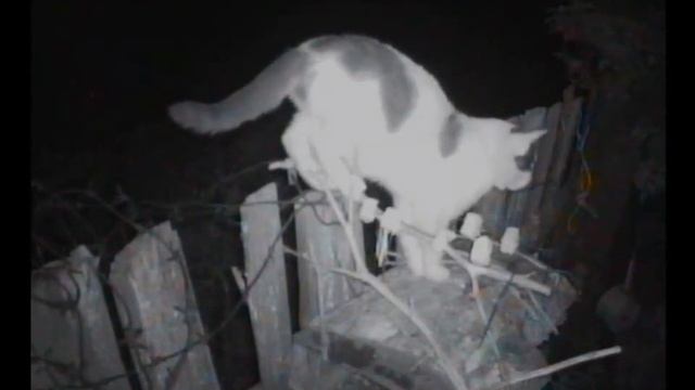 Ночная колбаса на кормушке смотреть онлайн