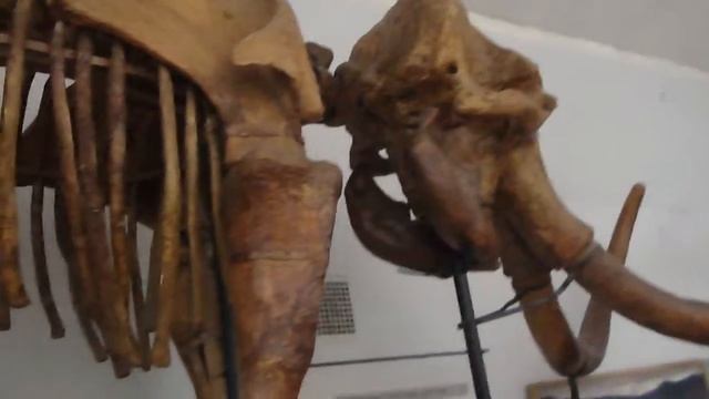 Скелет мамонта в палеонтологическом музее, Киев смотреть онлайн