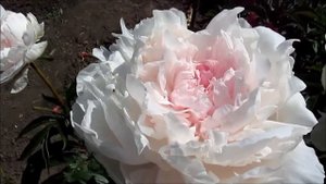 Флоренс Эллис розовый пион