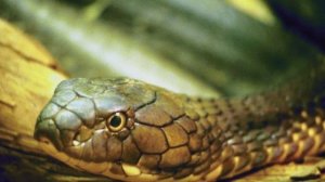 VOODOO (music for relaxation :)) ВУДУ (музыка для релакса :))