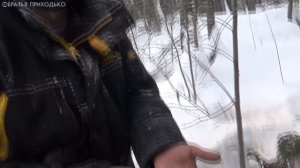 ПОЕЗДКА В ТАЙГУ ЗА КОРОЕДОМ НА ПРОМЫСЛОВИКЕ УРАГАН / КАК ЗИМОЙ НАЙТИ КОРОЕДА / СЪЕЛ КОРОЕДА ЖИВЬЕМ