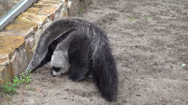 Малыш муравьедов вышел погулять один. 21.08.2022 смотреть онлайн