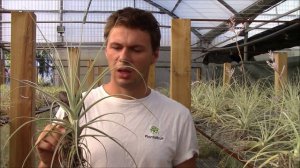 Tillandsia straminea (Planta Brutt video 36) Deutsch