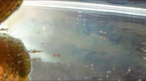 Акара Бирюзовая и мальки