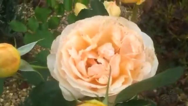 Роза флорибунда Женевьев Орси смотреть онлайн