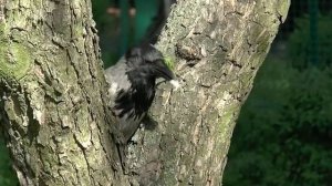 Кормление диких ворон