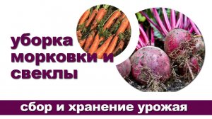 Уборка урожая моркови и свеклы, подготовка их к  хранению.