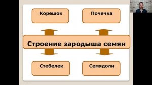 Строение семян 6 класс