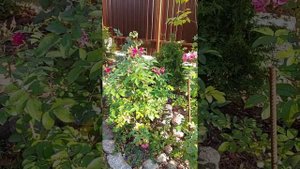 Розы  парковые  Pink Grootendorst и  FG Grootendorst