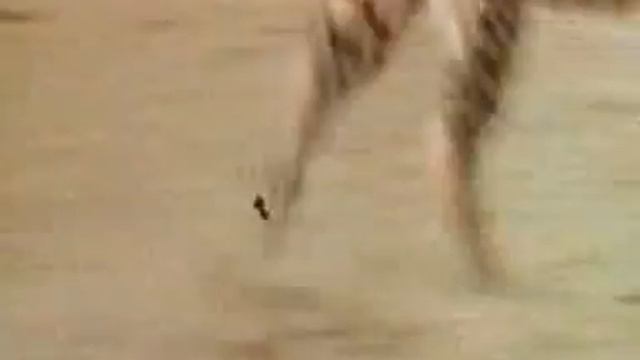 ВИДЕОКЛИП ""ДИКИЕ КОШКИ"" смотреть онлайн