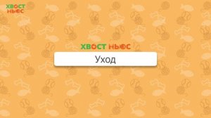 Все о породе кошек тойгер