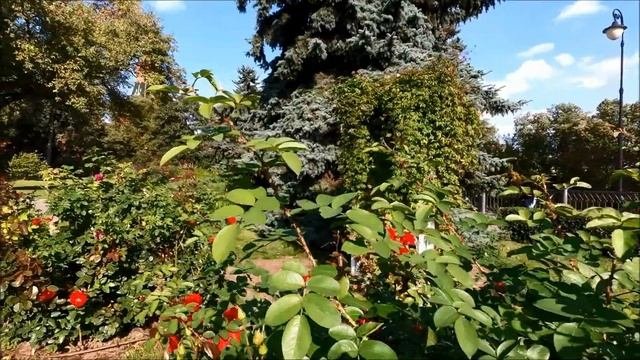 Москва. Прогулка по Тайницкому саду Московского Кремля (Moscow Kremlin) 22.09.2018 走在莫斯科