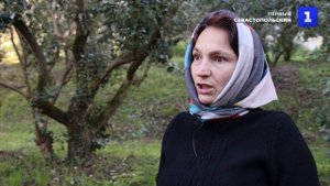 Время урожая: в Сочи собрали более тонны плодов фейхоа