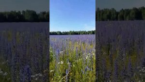 Медонос синяк на пасеке