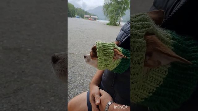 Волкодав #чихуахуа #чихуашка #чихуа #веня #маленькаясобачка #видеоссобакой #собака #питомец смотреть онлайн