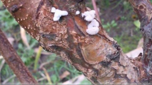 Виды болезней черешни и методы борьбы с ними