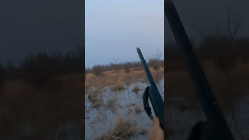 охота с подсадной на селезня  #охота2024 #hunting #охотавроссии