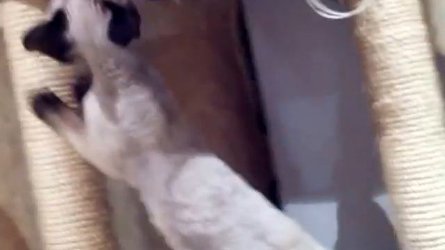 Голубоглазый котёнок девон-рекс.