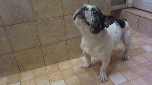 French bulldog barking in the bathroom. Лай французского бульдога в ванной.